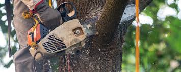 Best Lawn Irrigation Installation and Maintenance  in Russellville, KY