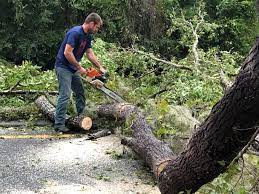 Best Tree Maintenance Programs  in Russellville, KY