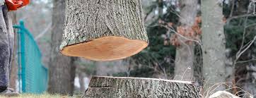 Best Firewood Processing and Delivery  in Russellville, KY