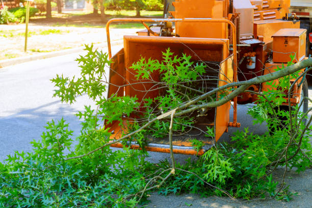 Best Firewood Processing and Delivery  in Russellville, KY