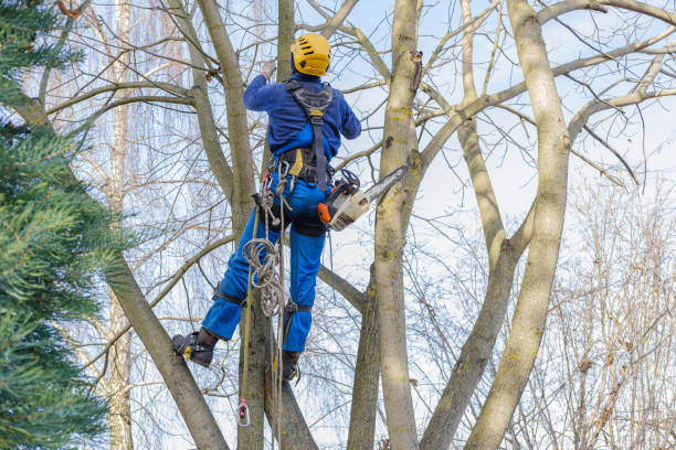 Best Tree Mulching  in Russellville, KY