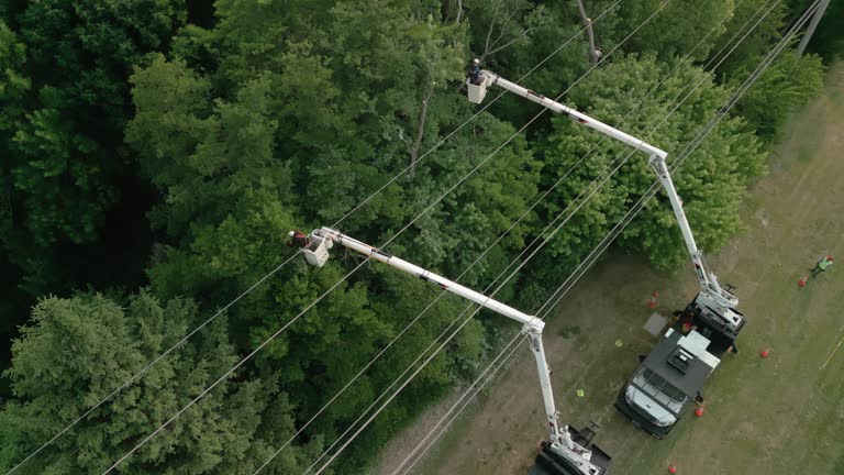 How Our Tree Care Process Works  in  Russellville, KY