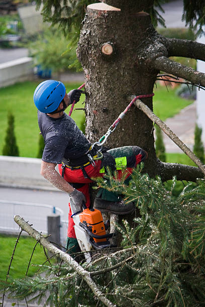Best Leaf Removal  in Russellville, KY