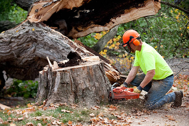 Best Tree Risk Assessment  in Russellville, KY