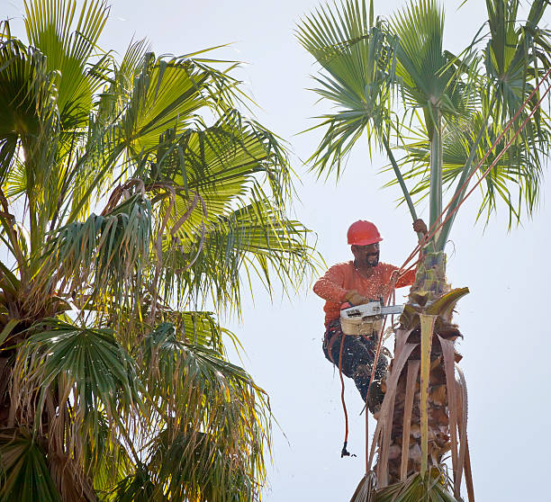 Best Tree Removal  in Russellville, KY