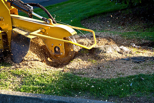 Best Utility Line Clearance  in Russellville, KY