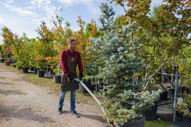 Best Tree Cabling and Bracing  in Russellville, KY