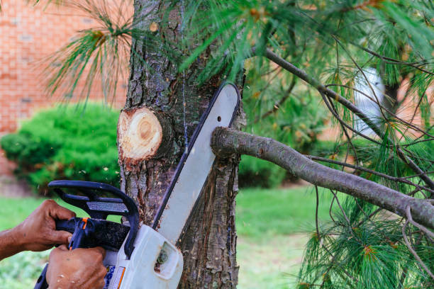 Best Tree Preservation Services  in Russellville, KY